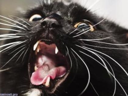 В Гусь-Хрустальном вновь заподозрено бешенство у кота