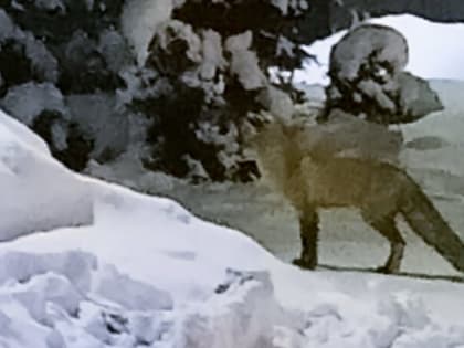 Во Владимирской области дикие животные снова выходят к людям