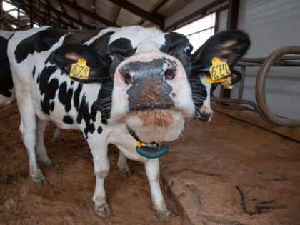 Во Владимирской области выявлено 19 случаев заболевания коров лейкозом