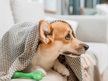 Владимирцам рассказали, как помочь питомцу в случае заболевания и простуды
