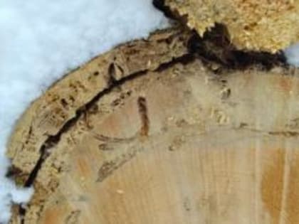 Лесозаготовителю Владимирской области выдано предостережение  о недопустимости нарушения требований законодательства в карантинной фитосанитарной зоне