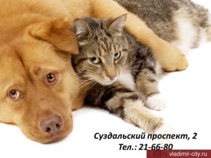 Владимир готовится к Всемирному дню защиты животных