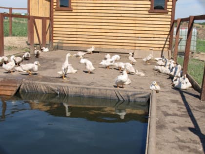 В центре подготовки владимирских бойцов СВО появилось подсобное хозяйство