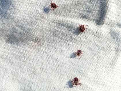 Эпидемия клещей продолжается во Владимирской области