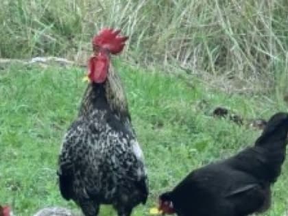 Во Владимирской области выявили новый очаг опасной болезни домашней птицы