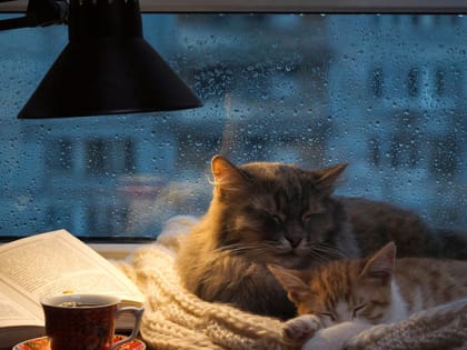 24 июня жителей Владимирской области ждет прохладная погода