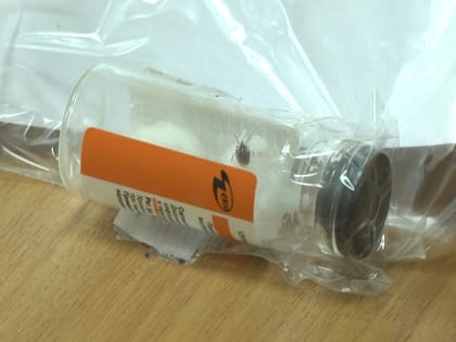 Во Владимирской области за неделю от клещей пострадал 131 житель региона