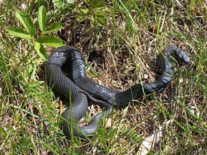 Куда обращаться в случае укуса змеи