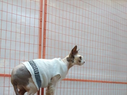 С апреля начнется вакцинация против бешенства