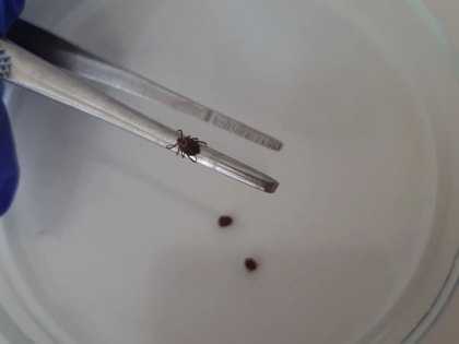 Эпидемия клещей во Владимирской области: количество укушенных продолжает расти