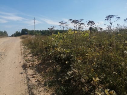 Во Владимирской области завершился сезон борьбы с борщевиком Сосновского