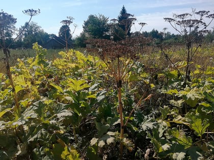 Борщевик готов к наступлению. А мы?