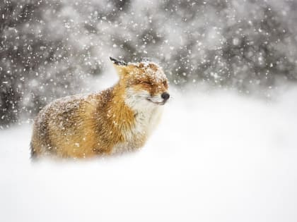 По прогнозам синоптиков во Владимирской области опять метель, минусовые температуры ночью и, как следствие, гололедица
