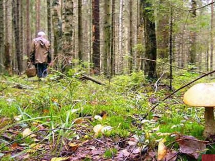 Если Вы заблудились в лесу