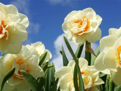 Какая погода ждет нас на Первомай