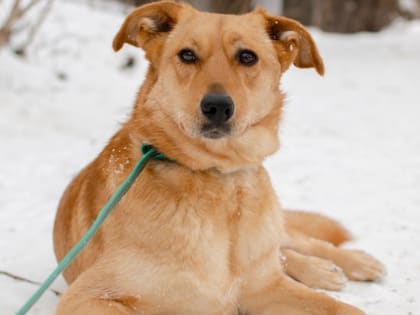 Волонтеры приюта «Валента» надеются на скорый переезд и просят помощи у населения