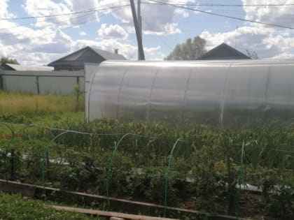 Сбор урожая в конце лета: что посадить на даче
