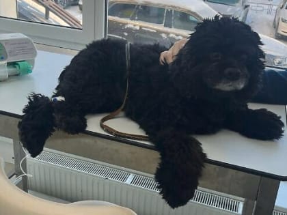 Кровь собаки из приюта спасла спаниеля из Вязников