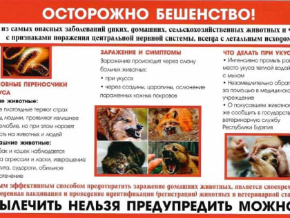 Профилактика бешенства