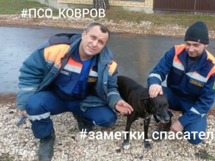 Ковровские спасатели учили попавшую в беду собаку карабкаться по лестнице