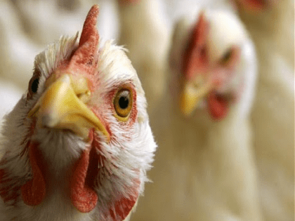 Управление Россельхознадзора сообщает об ухудшении эпизоотической ситуации по высокопатогенному гриппу птиц