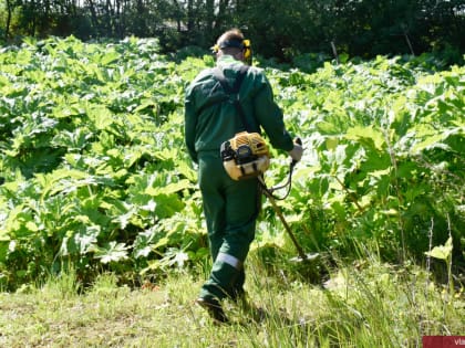 Во Владимире продолжается ликвидация борщевика