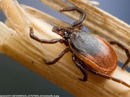 Владимирцев атакуют первые клещи