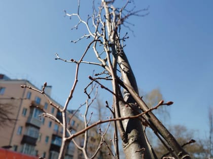 Выделят ли владимирские власти больше денег на озеленение города?