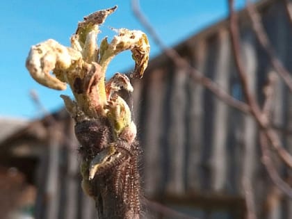 Национальный парк «Мещера» не планирует обработки от шелкопряда весной