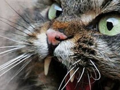 В Коврове выявили подозрение на бешенство у домашнего кота