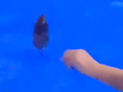 Из-за плававшей в бассейне крысы, во Владимире закрыт на дезинфекцию СПА-центр при отеле