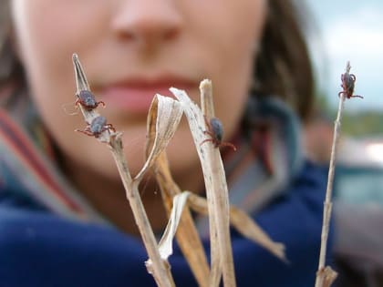 Клещи успокаиваться не хотят