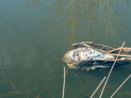 Экологическая угроза в Владимире: вспышка птичьего гриппа