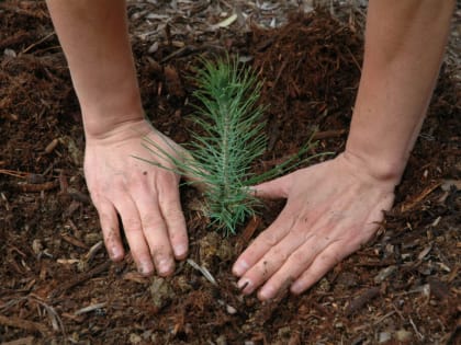 Владимирская область с опережением выполняет планы восстановления лесов 