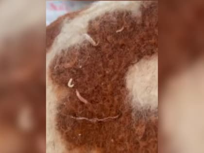 Видео с личинками на одеяле в Судогодской ЦРБ, признанное властями фейком, оказалось правдой