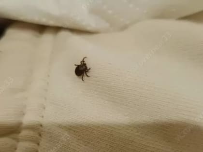 Во Владимирской области клещ укусил грудного ребенка