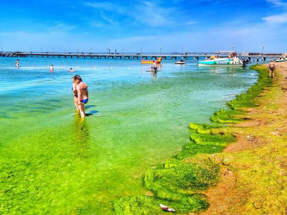 В Севастополе у берегов Балаклавы море окрасилось в зеленый цвет