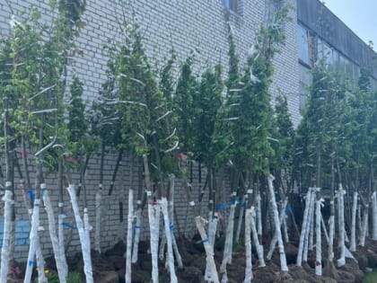 Ряд дорог в Муроме перекроют ради озеленения города