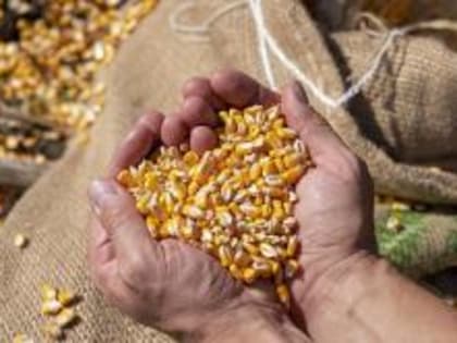 Во Владимирской области при использовании информационной системы ФГИС «Зерно» выявлены нарушения в сфере безопасности зерна