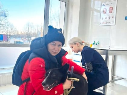 Собака из приюта «Дорога добра» стала донором крови для спаниеля из города Вязники