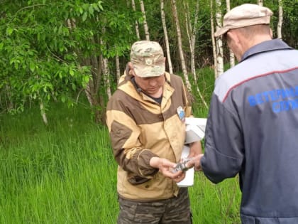 Во Владимирской области в лесах разложили вакцину от бешенства для лис и барсуков