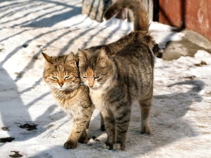 Во Владимирской области резко потеплеет