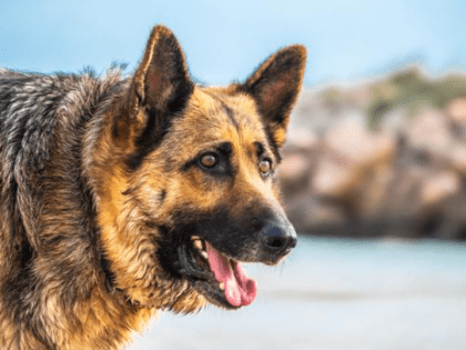 Владимирскую ветеринарную инспекцию оштрафуют за покалеченного собакой мальчика