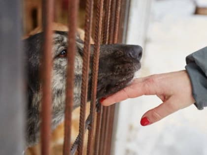 Ассоциация юристов Владимирской области продолжает поддерживать приют «Валента»