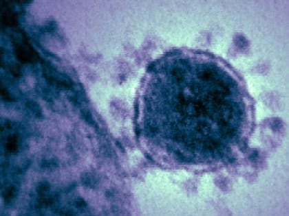 Жители Владимира боятся кракена меньше, чем омикрона