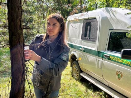 Карантинный фитосанитарный мониторинг во Владимирской области в 2024 году