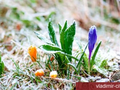 Внимание, заморозки!