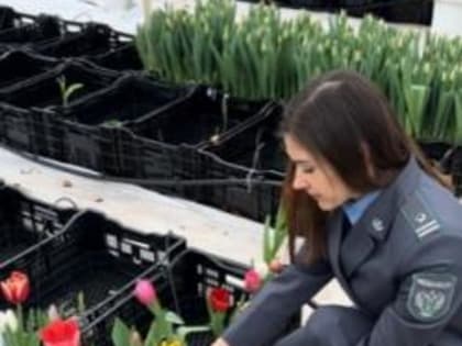 Во Владимирском Тепличном комбинате под контролем Управления Россельхознадзора была высажена и выращена первая партия тюльпанов