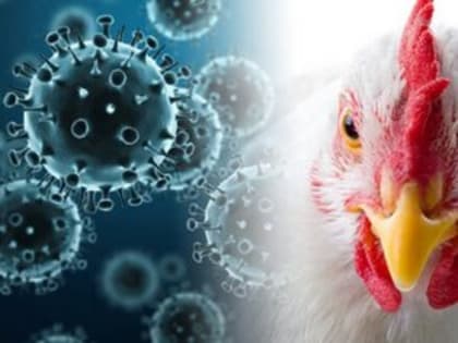 Осторожно, птичий грипп!