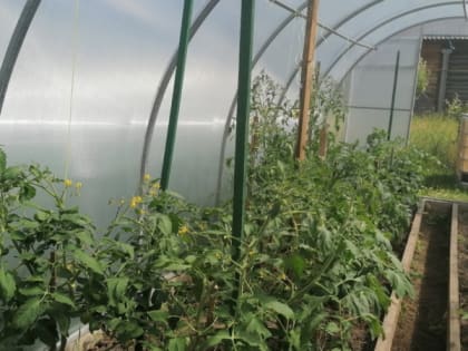 Закопайте рядом с помидорами это, и вы забудете про частый полив - действенный лайфхак